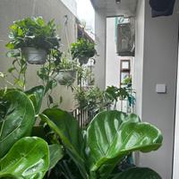 LinhHK bán nhà Triệu Việt Vương 25 tỷ cho thuê 120tr/tháng