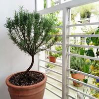 Cần bán gấp nhà liền kề,khu vực trung tâm mới Thành Phố Huế